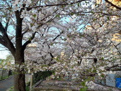 桜の会